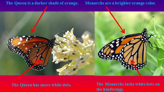 Identifying Monarchs The Magnificent Monarch Butterfly